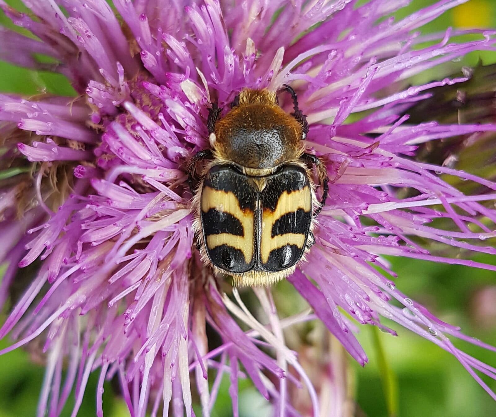Humlebagge Foto Inger Höglund
